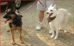 Dogs